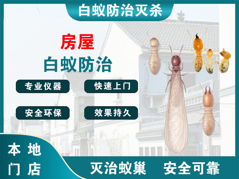 余杭区房屋白蚁防治